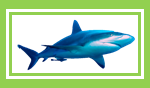 shark-green